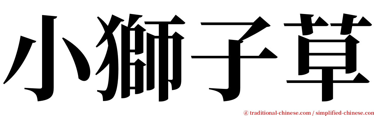 小獅子草 serif font