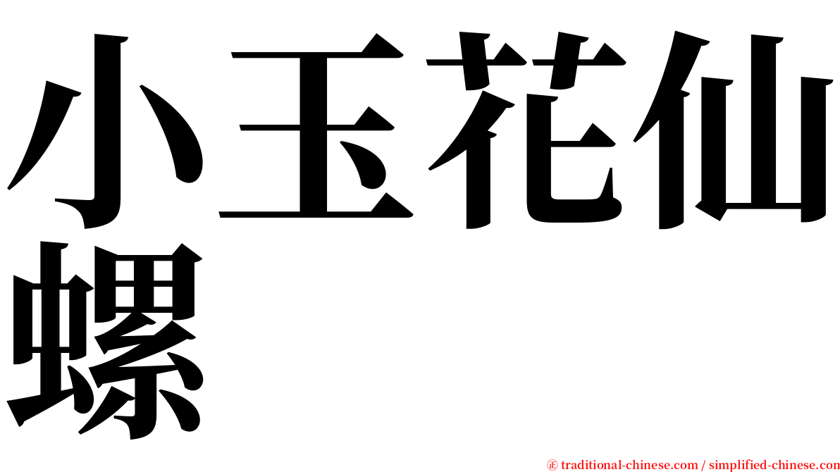 小玉花仙螺 serif font