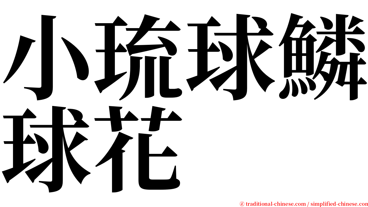 小琉球鱗球花 serif font