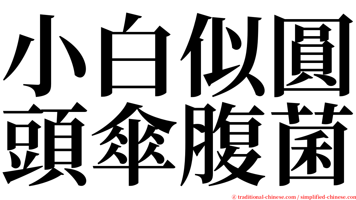 小白似圓頭傘腹菌 serif font