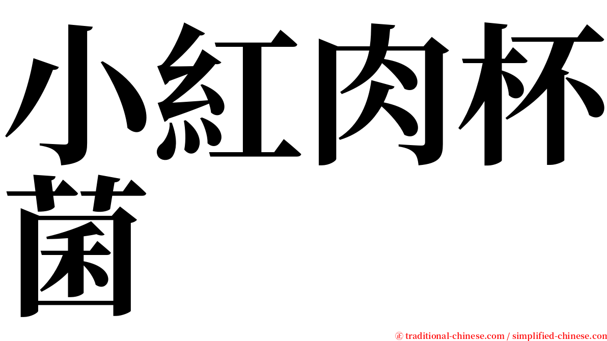 小紅肉杯菌 serif font