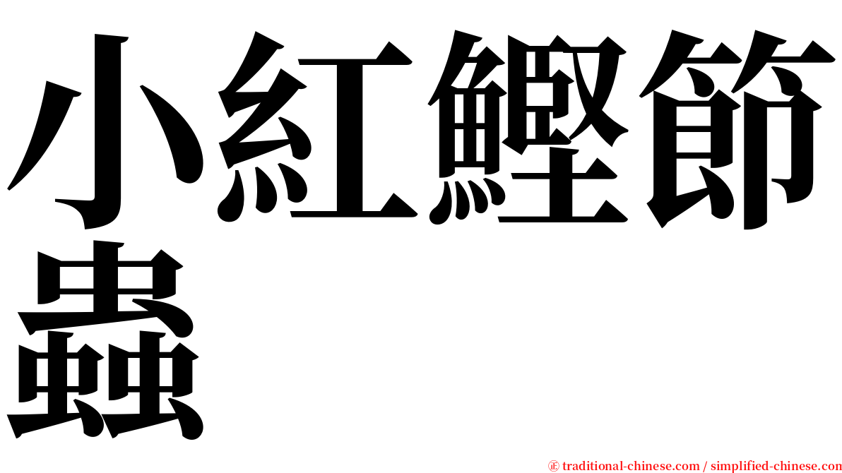 小紅鰹節蟲 serif font