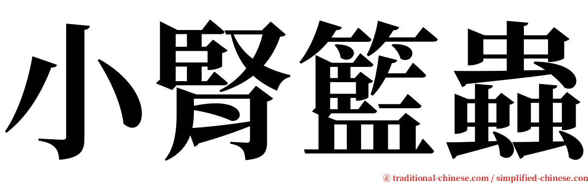 小腎籃蟲 serif font