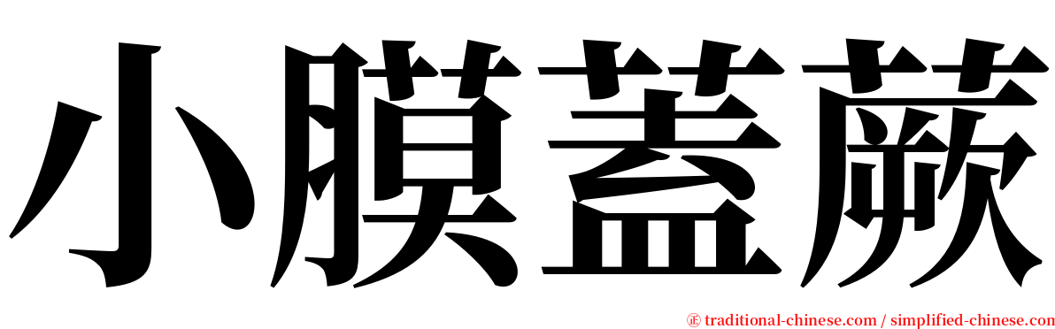 小膜蓋蕨 serif font