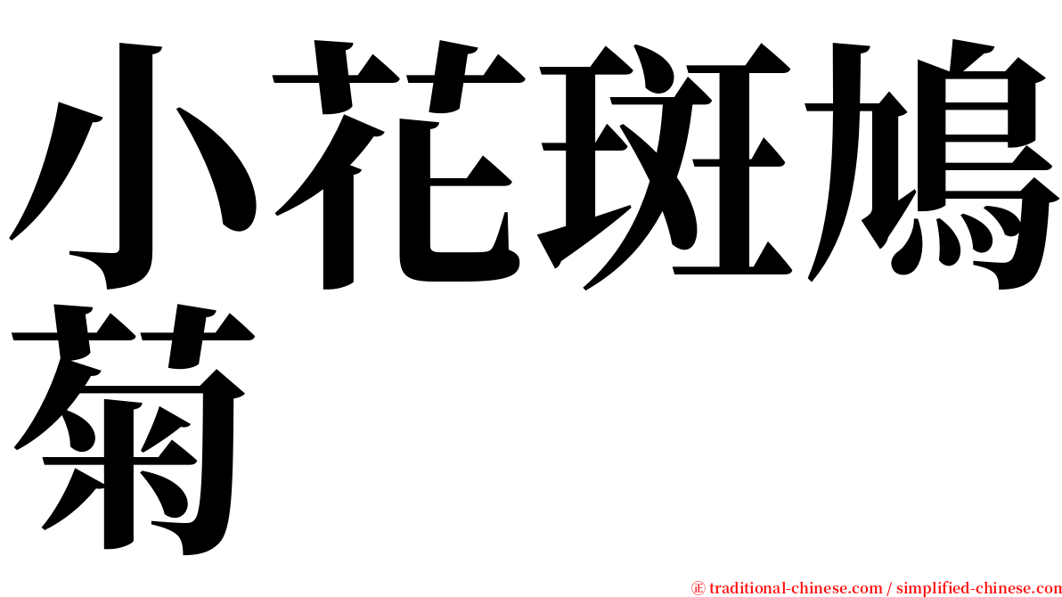 小花斑鳩菊 serif font