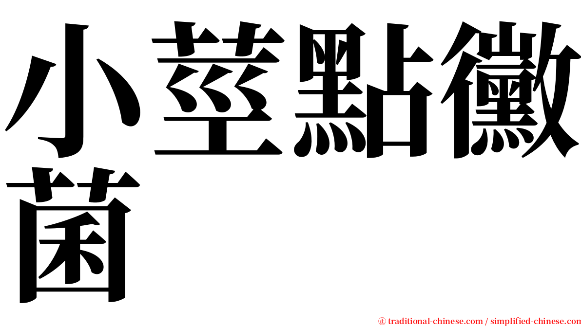 小莖點黴菌 serif font