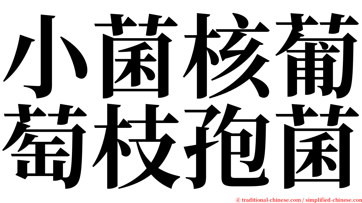 小菌核葡萄枝孢菌 serif font