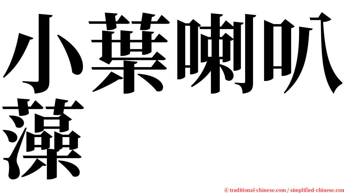 小葉喇叭藻 serif font