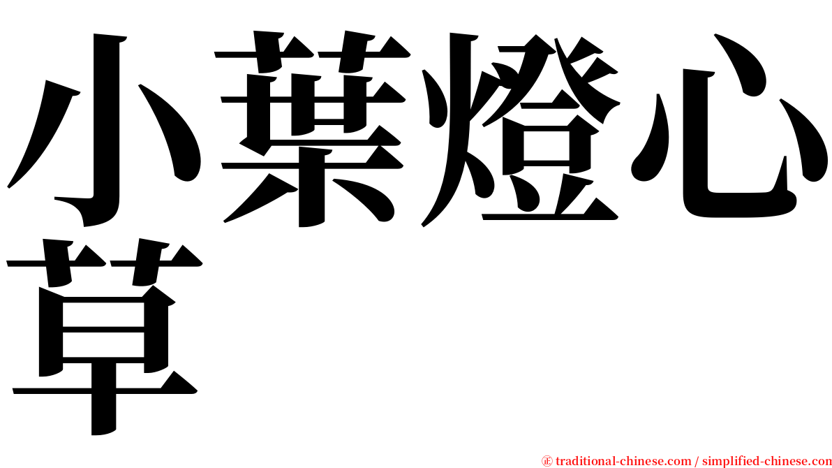 小葉燈心草 serif font