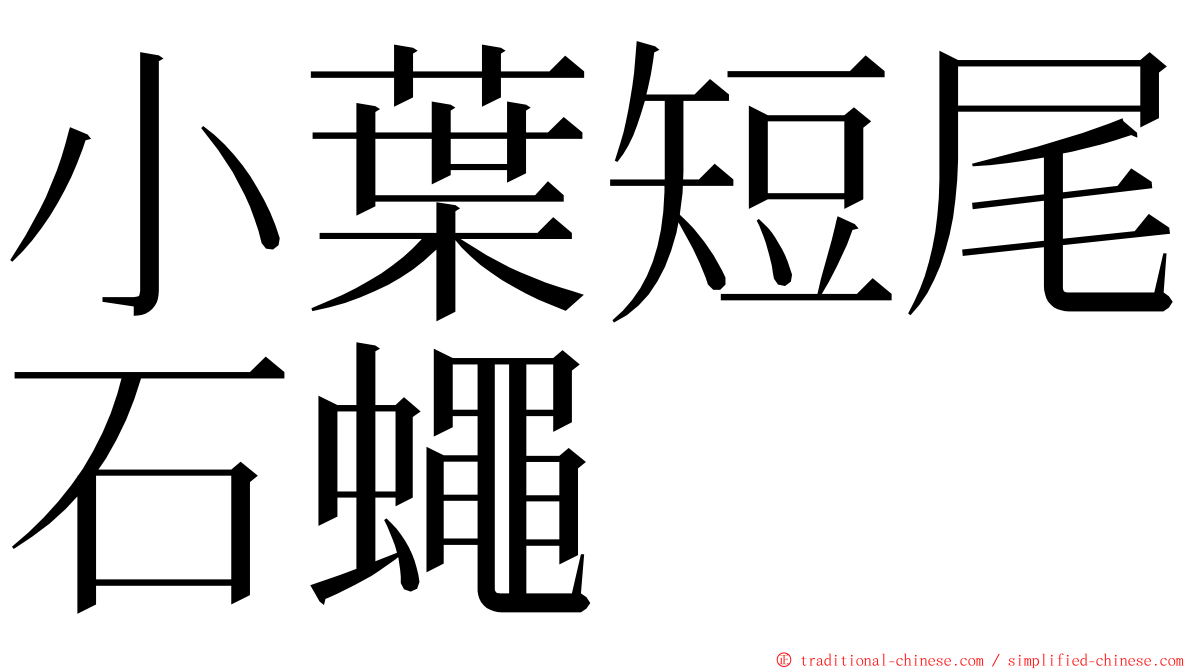 小葉短尾石蠅 ming font