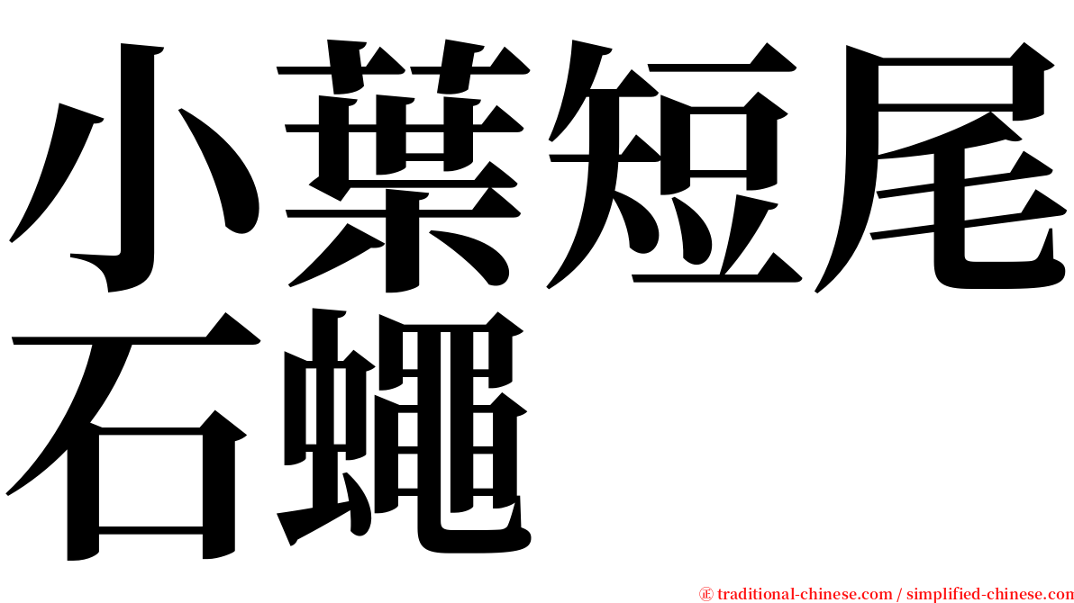 小葉短尾石蠅 serif font