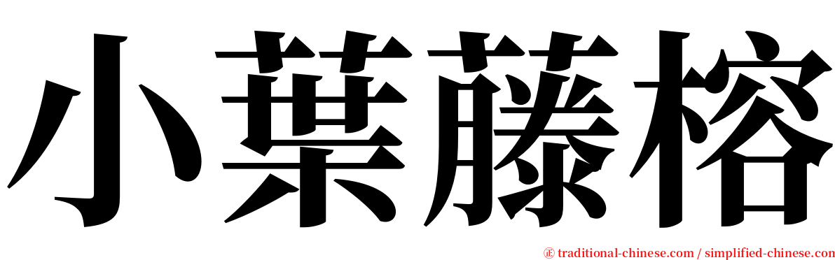 小葉藤榕 serif font