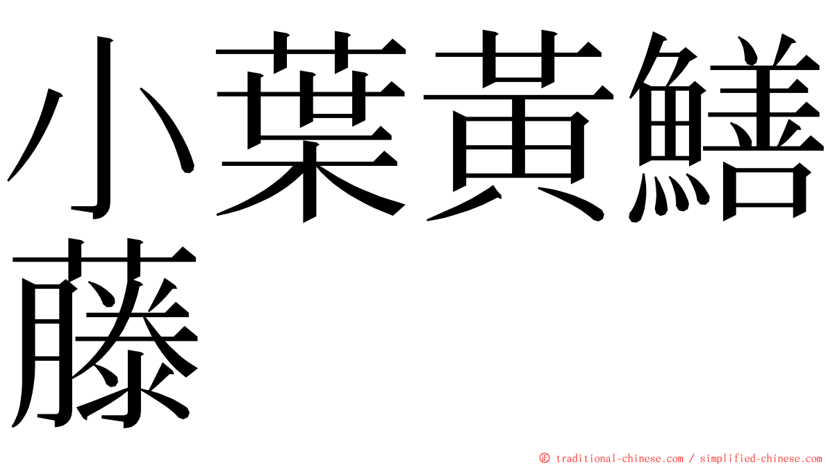 小葉黃鱔藤 ming font