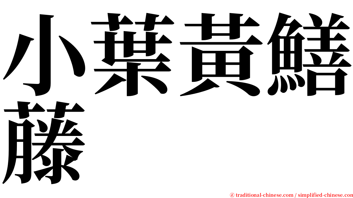 小葉黃鱔藤 serif font