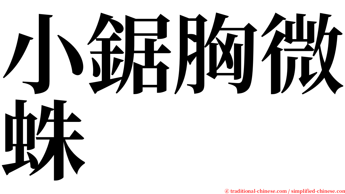 小鋸胸微蛛 serif font