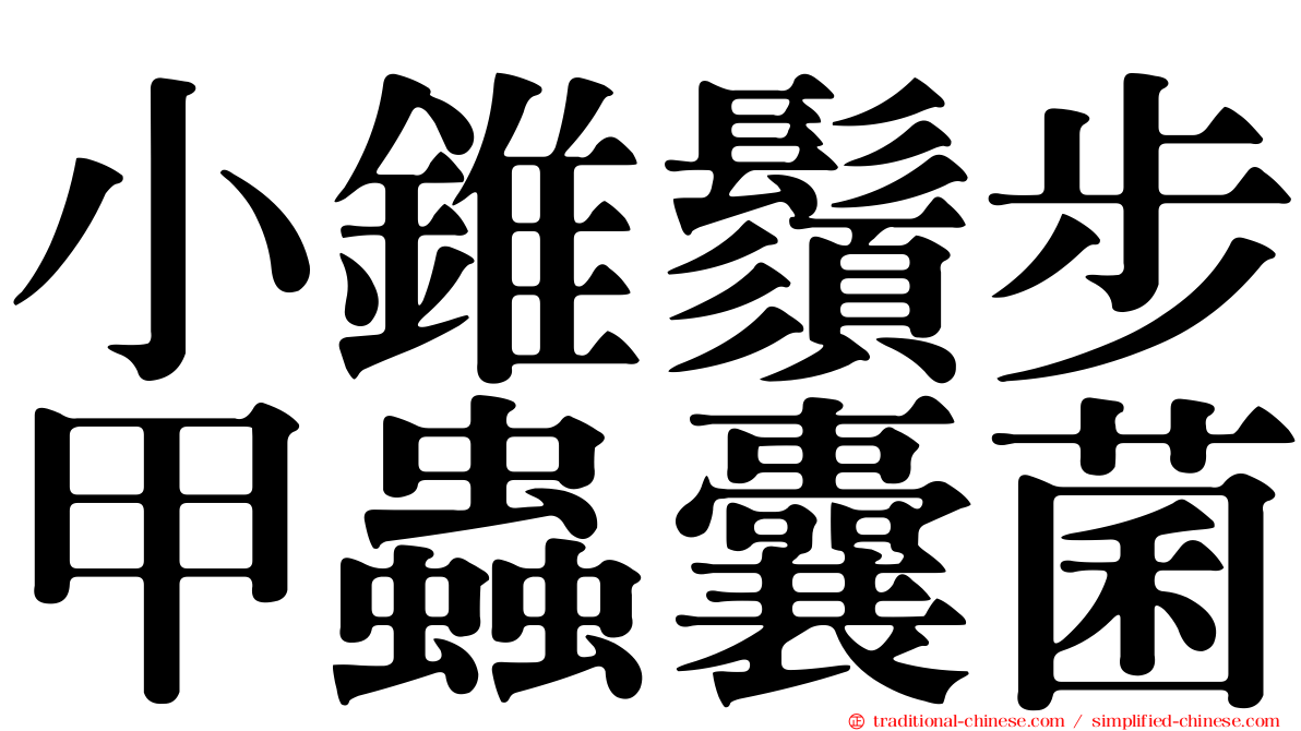 小錐鬚步甲蟲囊菌
