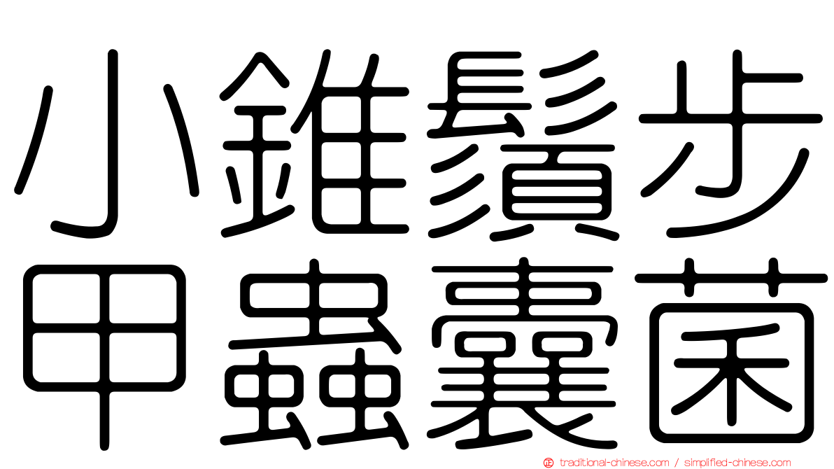 小錐鬚步甲蟲囊菌