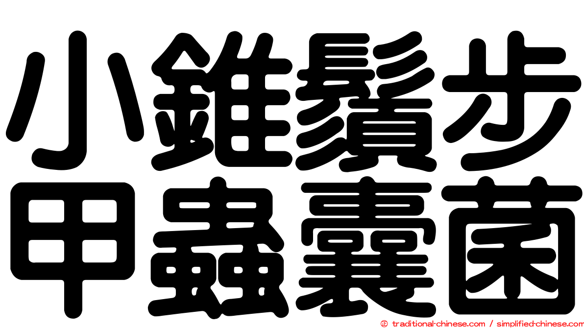 小錐鬚步甲蟲囊菌