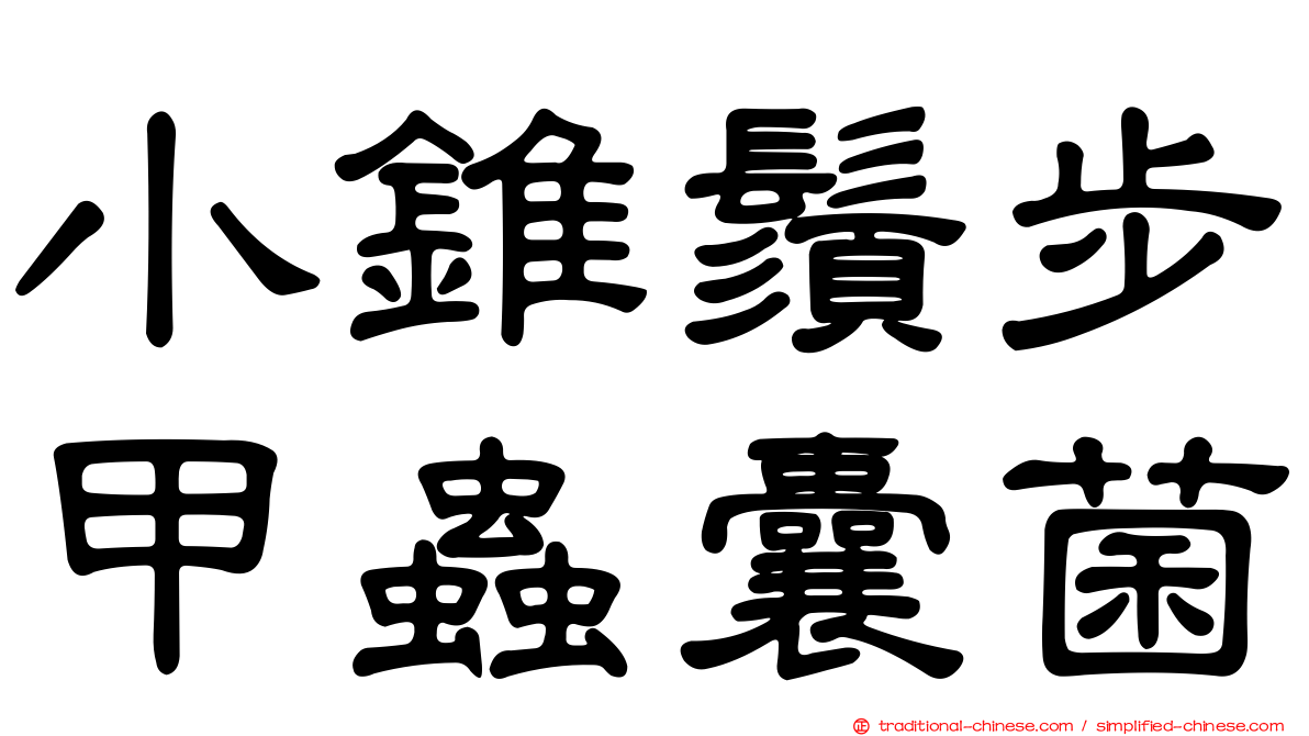 小錐鬚步甲蟲囊菌