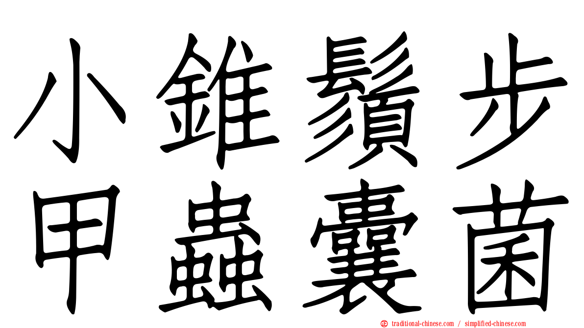 小錐鬚步甲蟲囊菌