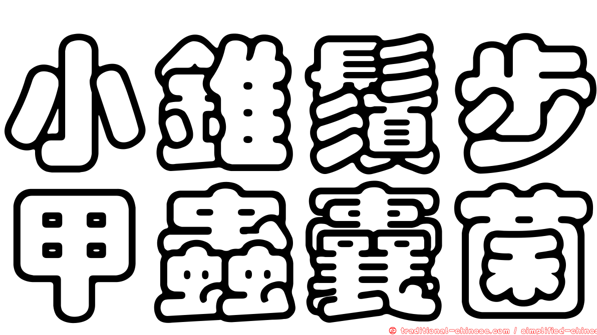 小錐鬚步甲蟲囊菌