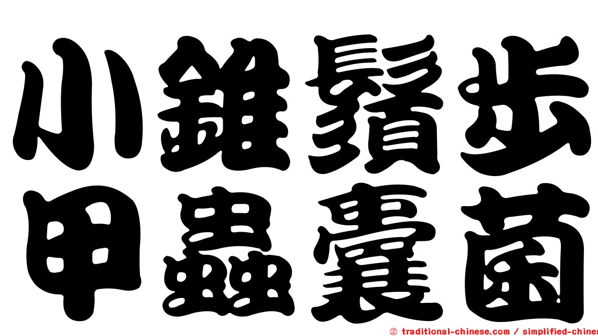 小錐鬚步甲蟲囊菌