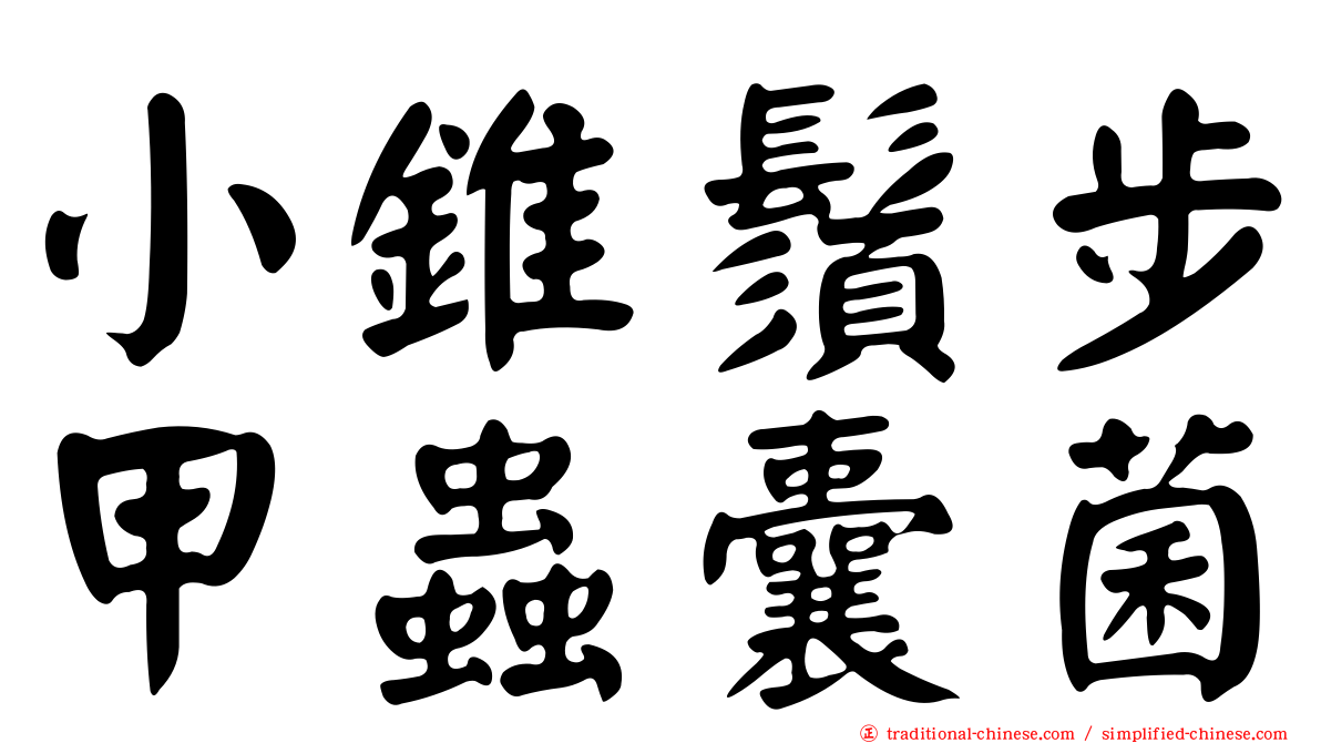 小錐鬚步甲蟲囊菌