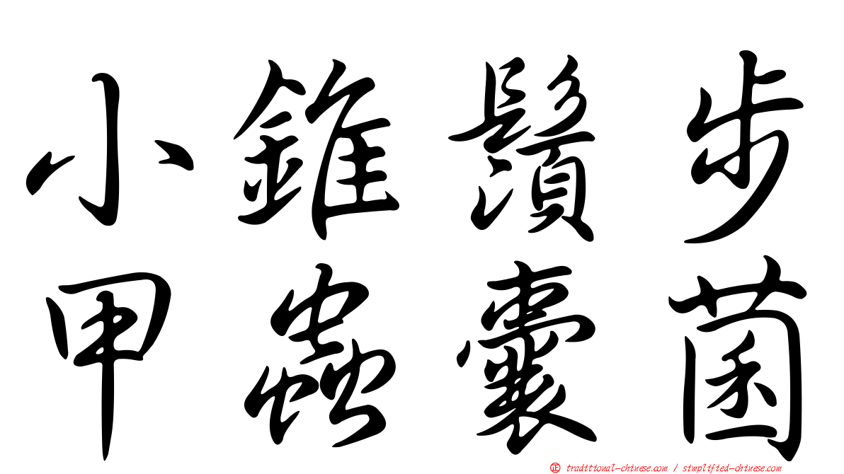 小錐鬚步甲蟲囊菌