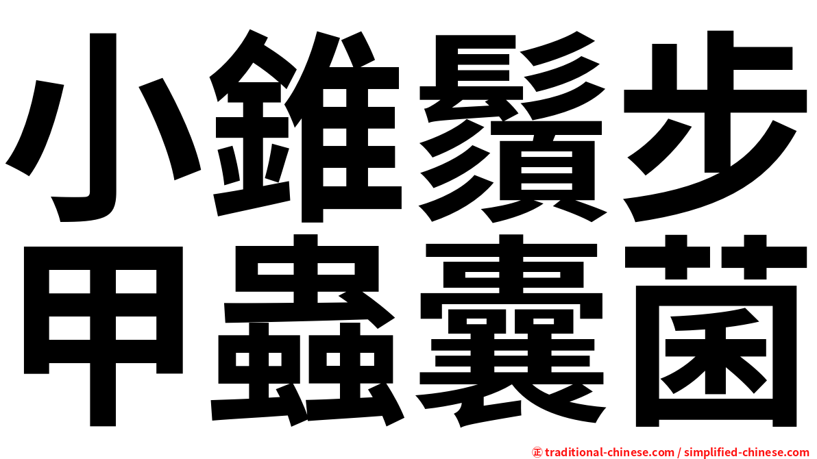 小錐鬚步甲蟲囊菌
