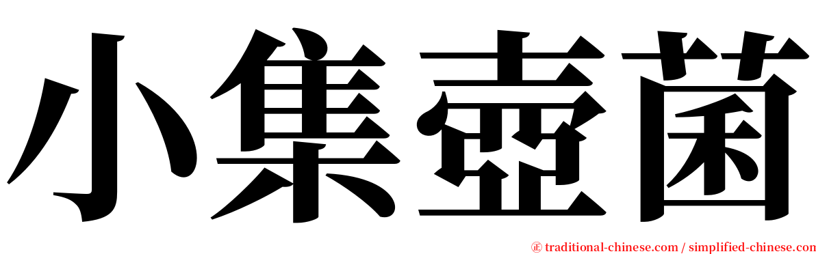 小集壺菌 serif font