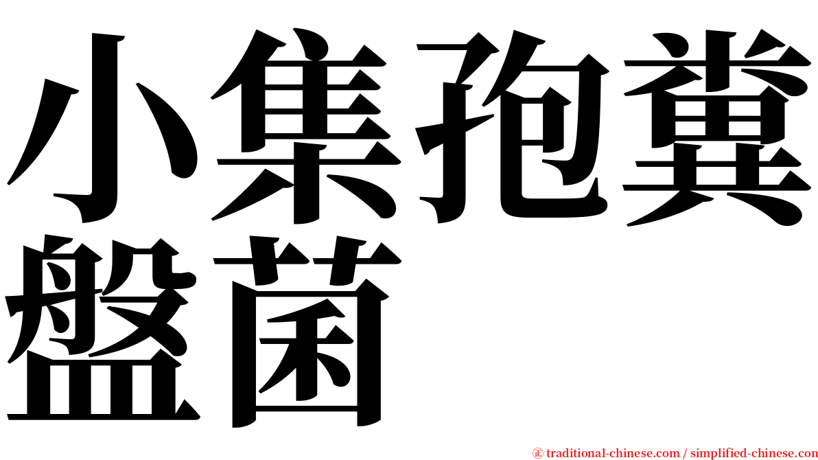 小集孢糞盤菌 serif font