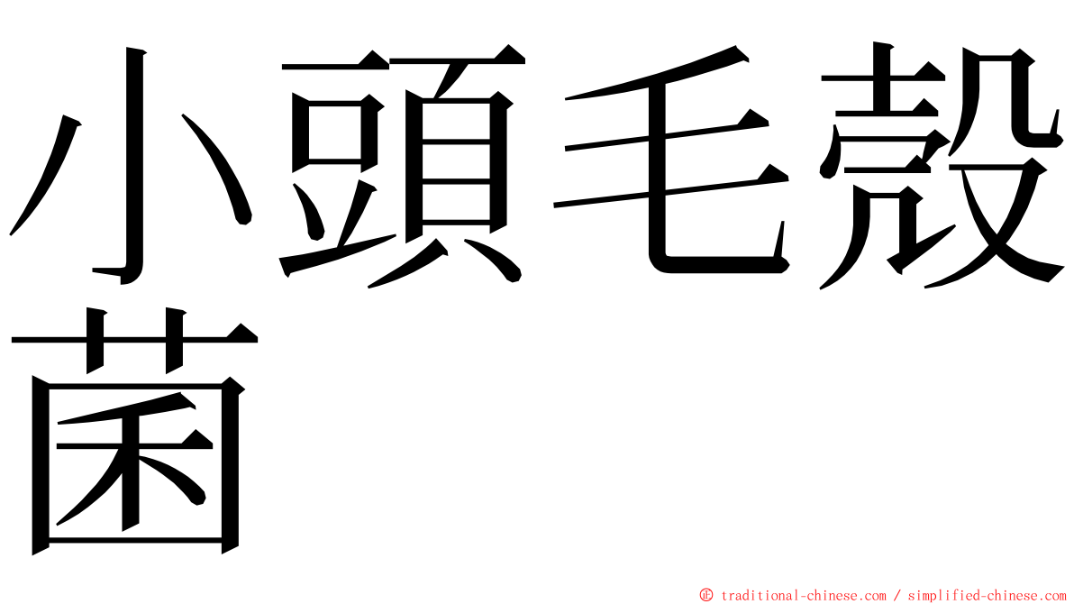 小頭毛殼菌 ming font