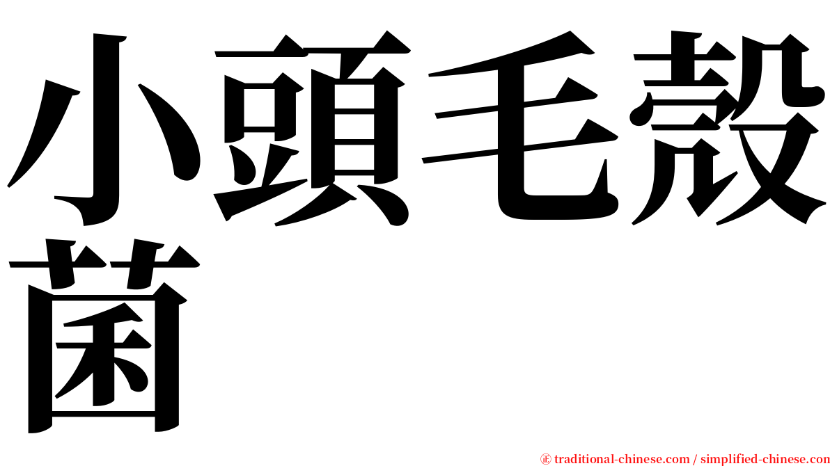 小頭毛殼菌 serif font