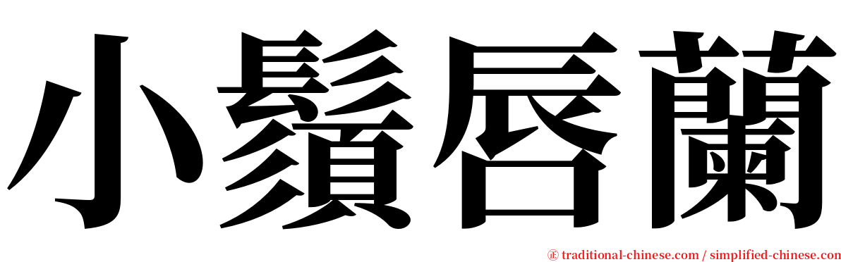 小鬚唇蘭 serif font