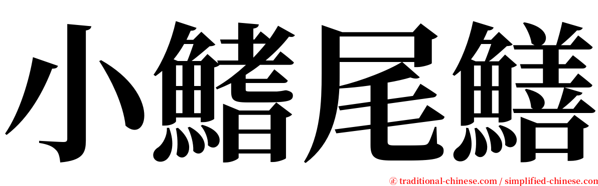 小鰭尾鱔 serif font