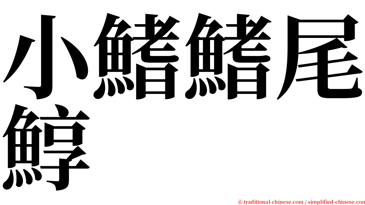 小鰭鰭尾鯙 serif font