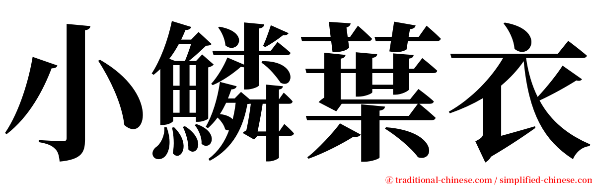 小鱗葉衣 serif font