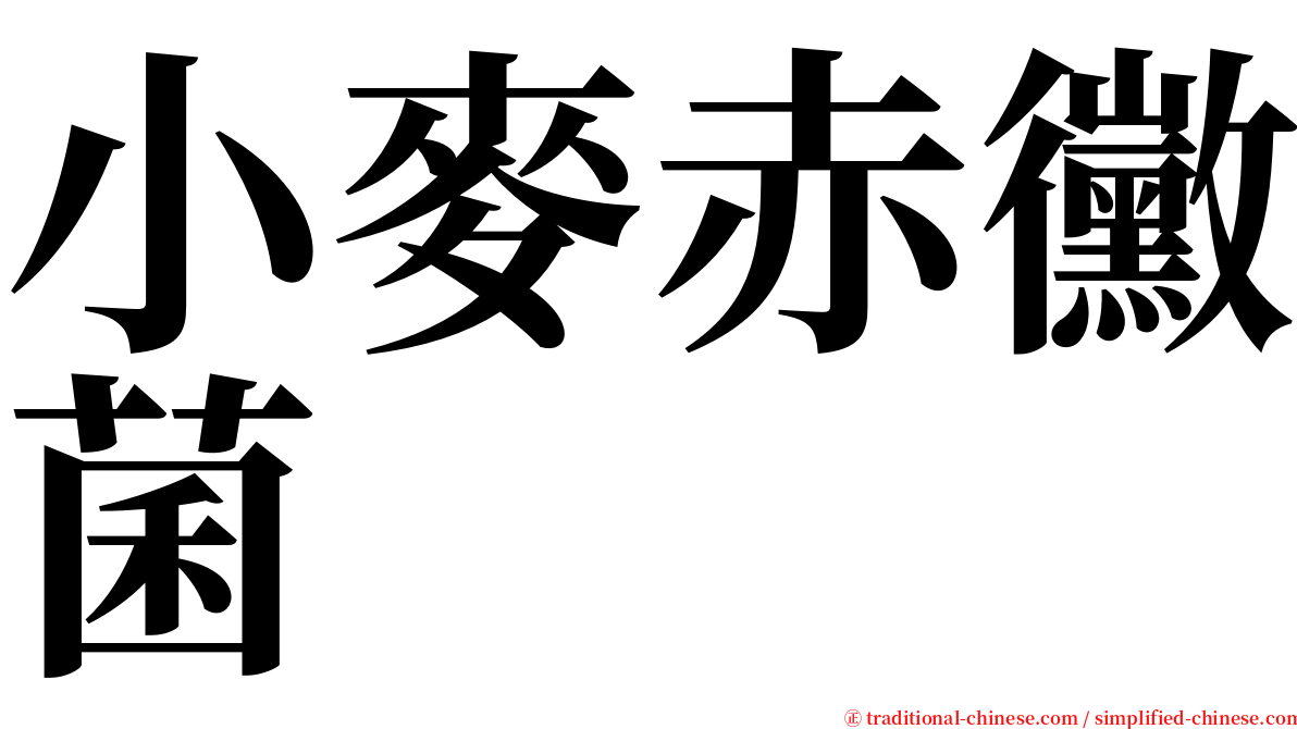 小麥赤黴菌 serif font