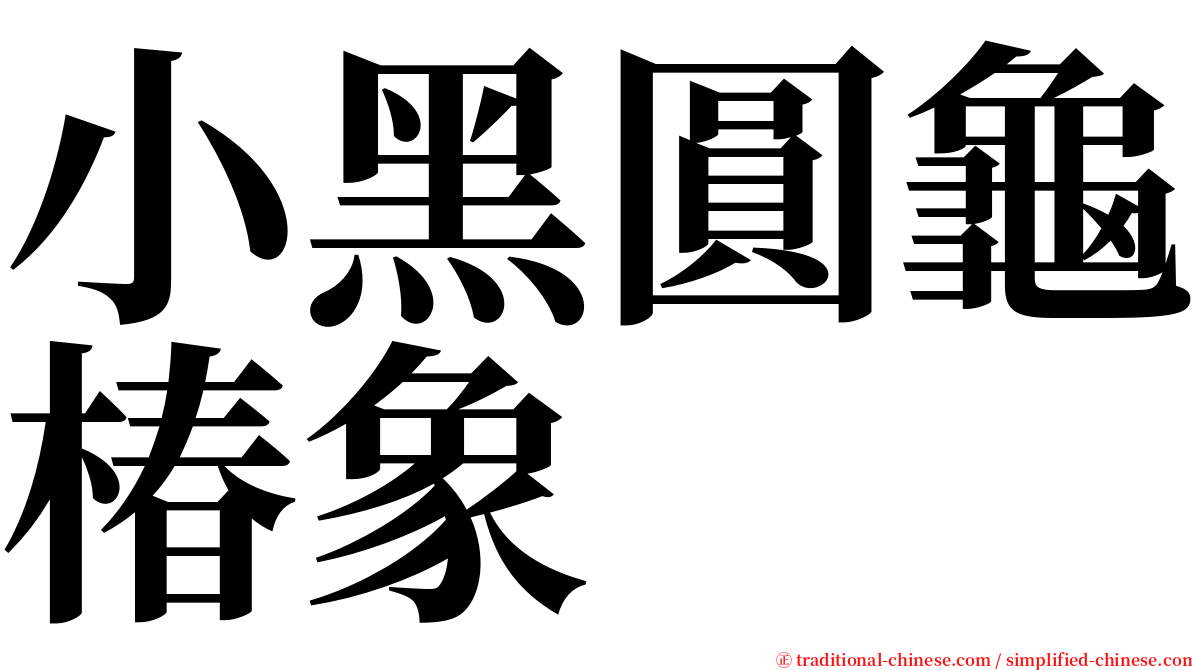 小黑圓龜椿象 serif font