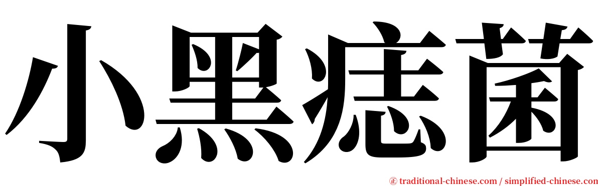 小黑痣菌 serif font