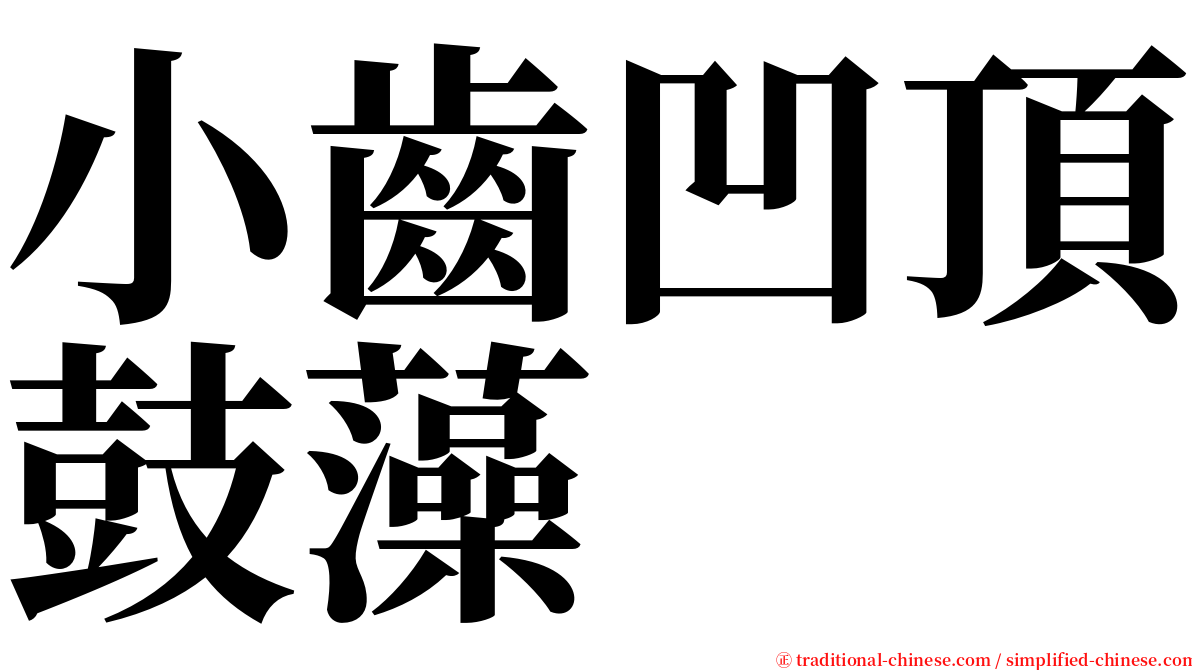 小齒凹頂鼓藻 serif font