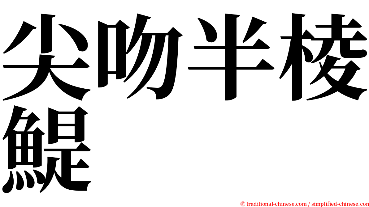 尖吻半棱鯷 serif font