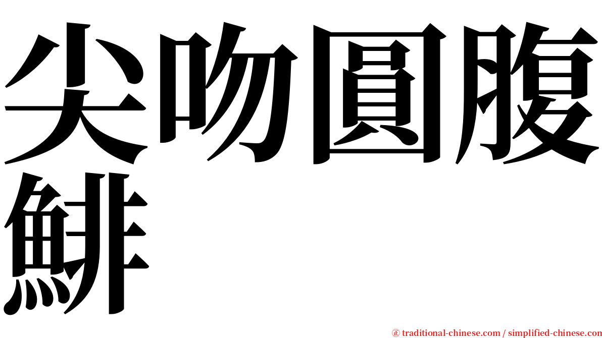 尖吻圓腹鯡 serif font