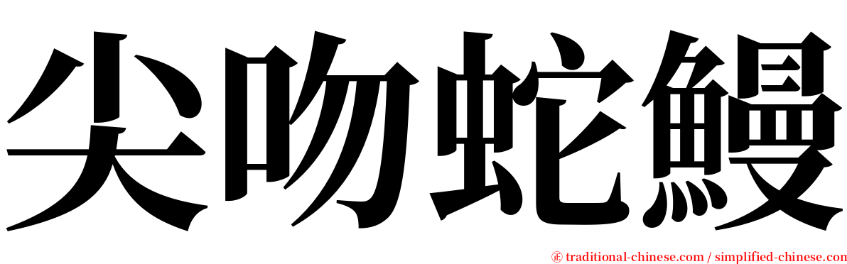 尖吻蛇鰻 serif font