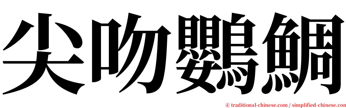 尖吻鸚鯛 serif font