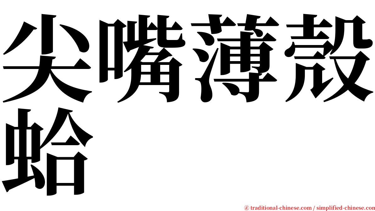 尖嘴薄殼蛤 serif font