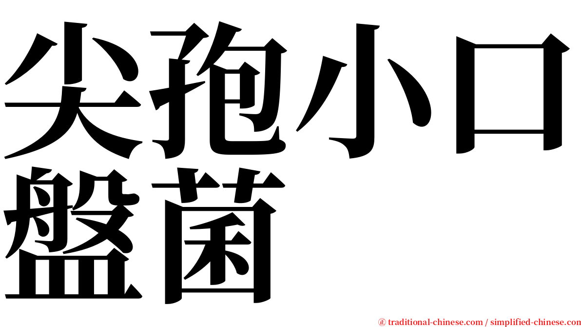 尖孢小口盤菌 serif font