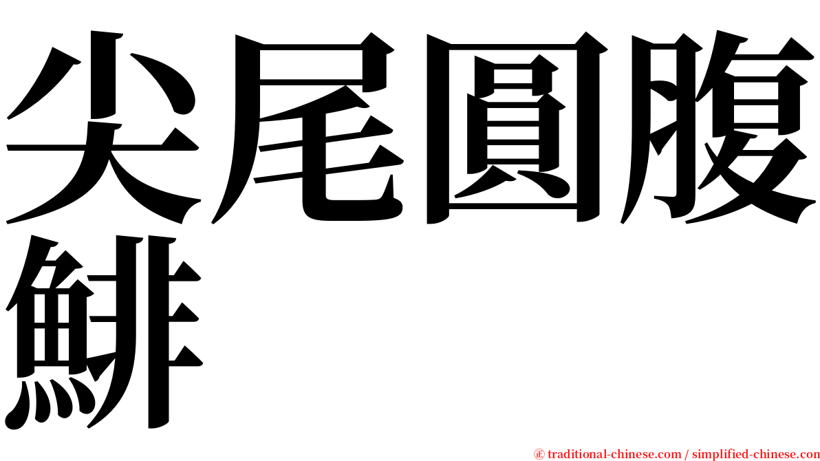 尖尾圓腹鯡 serif font