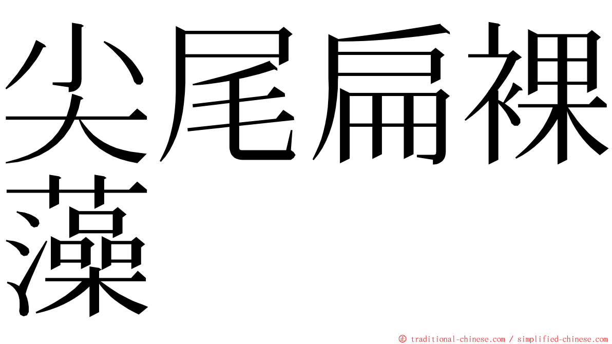 尖尾扁裸藻 ming font