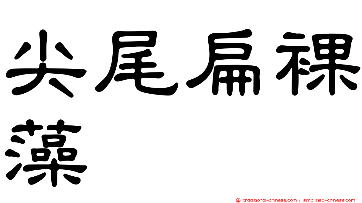 尖尾扁裸藻